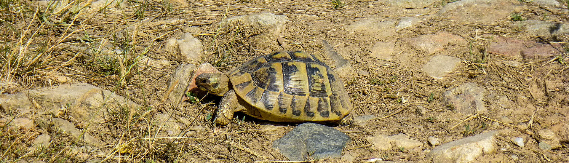 Testudo hermanni