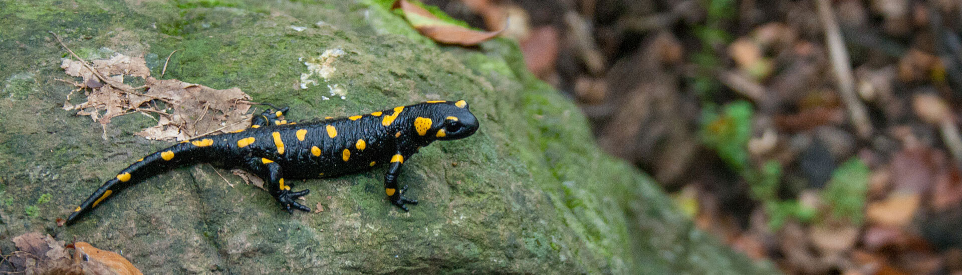 Salamandra salamandra