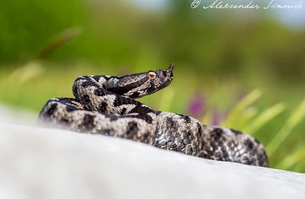 Poskok - Vipera ammodytes