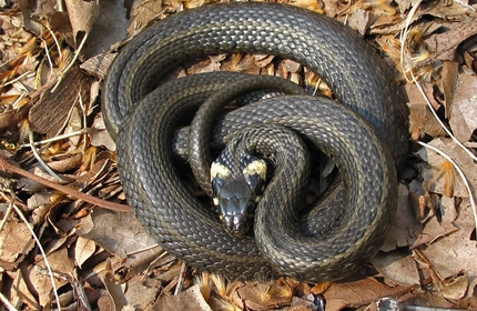 Belouška - Natrix natrix