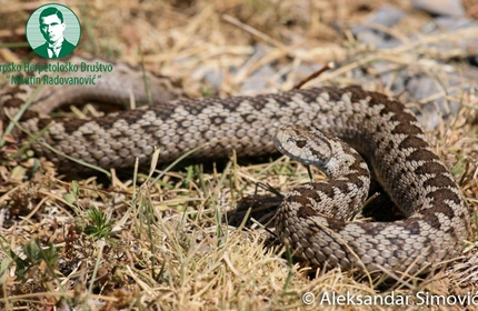 Šargan - Vipera ursinii
