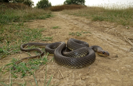 Stepski smuk - Dolichophis caspius