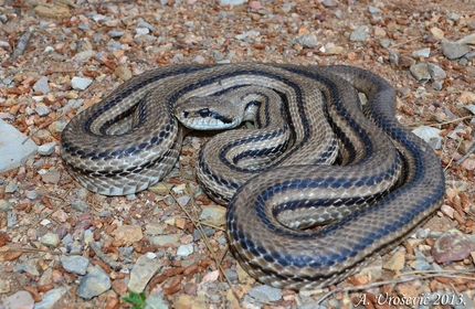 Četvoroprugi smuk - Elaphe quatuorlineata