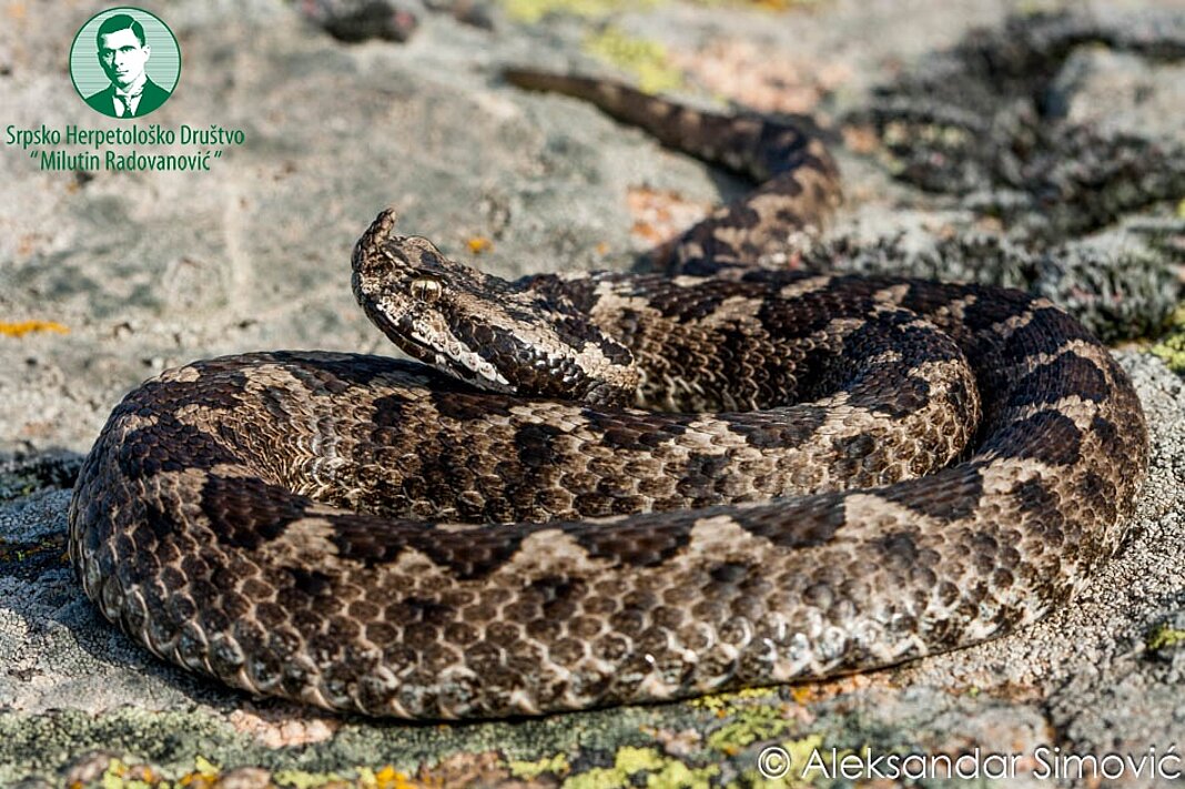 Poskok (Vipera ammodytes)