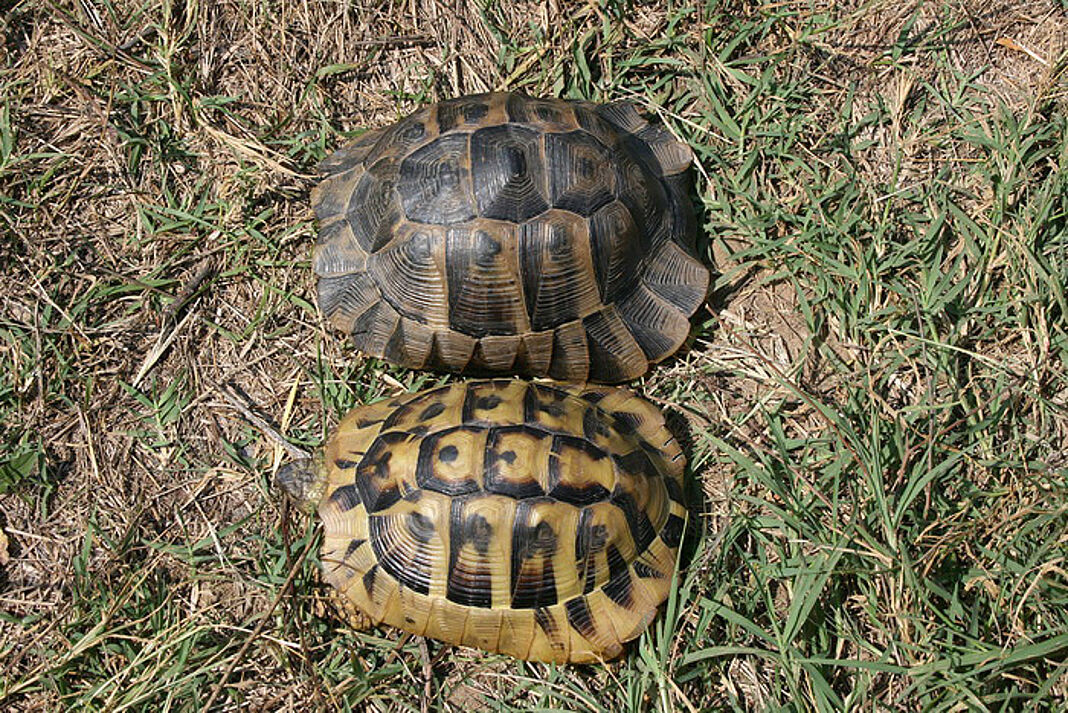 Grcka kornjaca gore / Sumska kornjaca dole