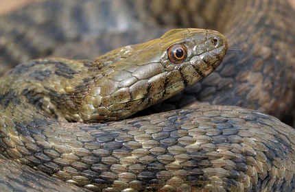Ribarica - Natrix tessellata